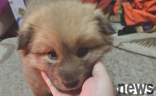 A girl picked up a stray dog, and her father was so angry that he didn’t even eat dinner. The next day he saw an interface like that