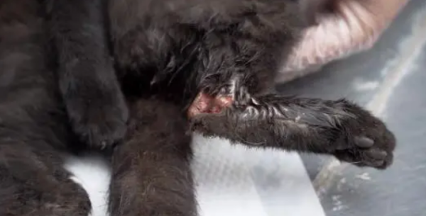 A stray cat with 4 fractures and multiple injuries finally met the right person after going through so many hardships.