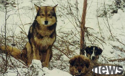 Dogs hidden in the mountains of Northeast China, the only mountain guard dogs in China