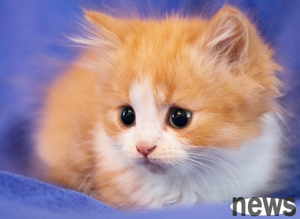 Why are cats said to attract wealth | Many stores display a lucky cat. Why is there a saying that the lucky cat attracts wealth?