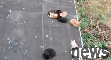 The cat kept warm and was forgotten. He took revenge and refused to call me.