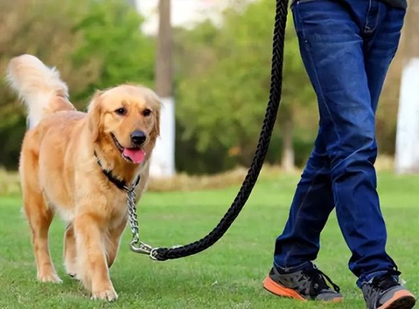 Residents complained: The pet dog on the first floor kept barking 24 hours a day, and insomnia became the norm. Aunt: Don’t scare the dog.