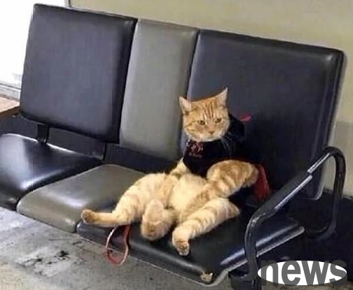 The careless owner left the cat at the bus station. He went back to look for the cat and burst out laughing when he saw it.
