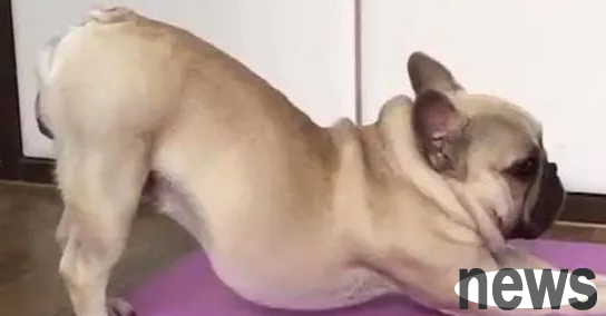 While the owner was away, the dog secretly practiced yoga, and his movements were even better than mine!