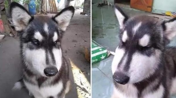 When a dog sees a cat, he greets her like a gangster. Netizens laughed: Is this a deal?
