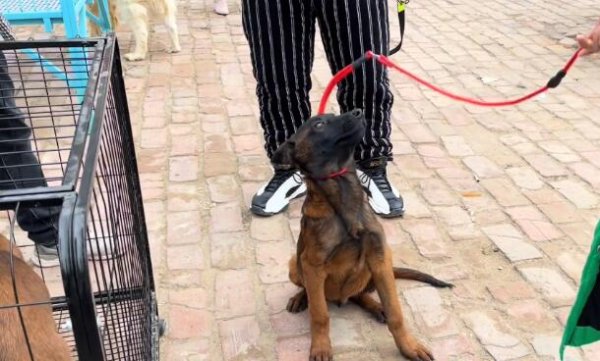 The pony dog ​​that was sold was reluctant to part with it and looked back many times to find its original owner. Netizens: This is the loyalty of dogs.
