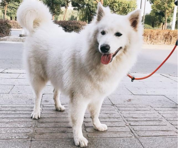 Do you think it’s expensive to go to a pet store to bathe your dog? And the bather thinks bathing your dog will kill you.