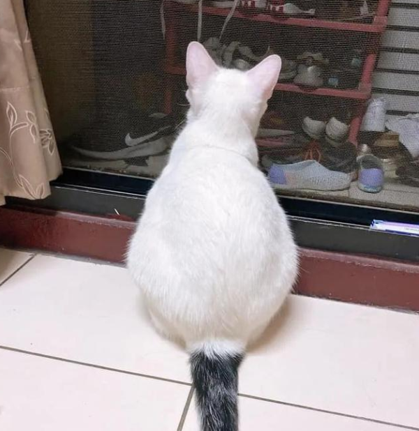 The cat loves to cling to his grandpa. With one movement, he envies the crying grandpa and exclaims: What on earth is so charming!