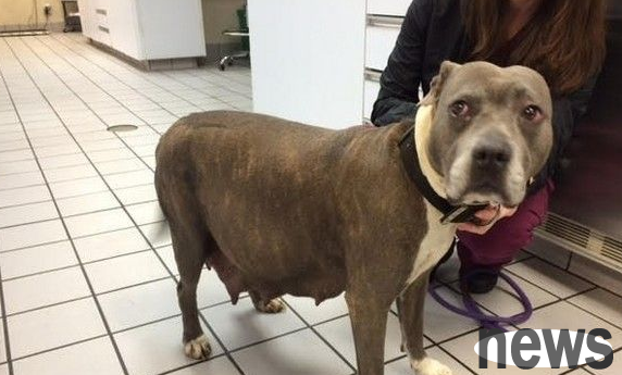 Strange noises coming from the trash can and the expectant pit bull is locked inside