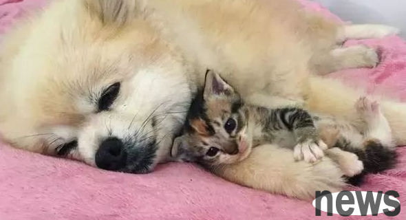 A little wild cat who was redeemed by a dog. It thought it was a dog and even learned to 