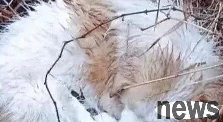 The mother of the stray dog ​​was shaking all over, but she was still feeding her baby. She gave all her energy to her baby