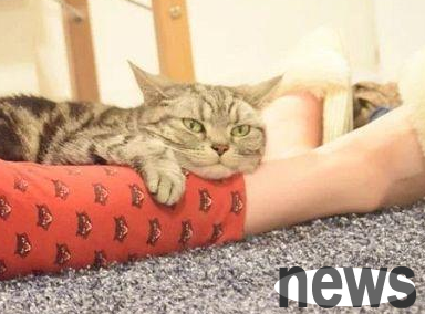 The cat s special skill is to hug the thigh and crawl into the owner s clothes along the leg. Cat: Please guide me.