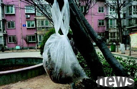 Crazy: 11 pet dogs in the community were poisoned to death within a week