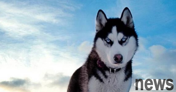 A 6-year-old boy bit his lower lip and received 20 stitches after allegedly offending a bitch in heat.