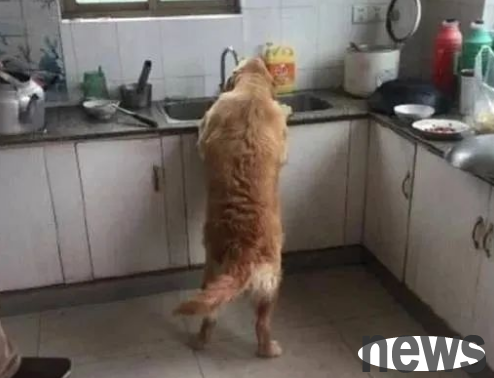 The golden retriever got into the kitchen as soon as he got home, and after tracking the dog, he burst into laughter when he saw this scene!
