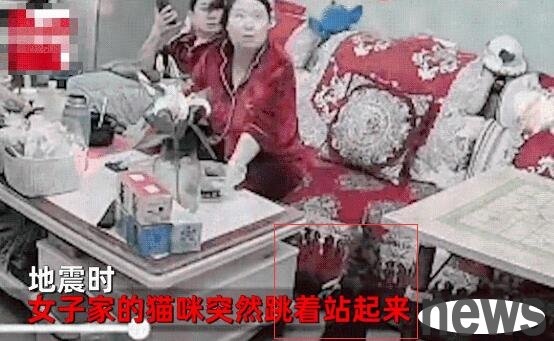 There was a sudden earthquake. The kitten suddenly stood upright and looked at the light. The husband reacted and pulled his wife and ran away quickly.