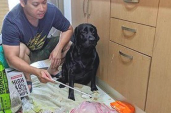 The owner blames the puppy for doing something wrong and feels that it needs to hold back from crying for the next second. Is this a joke?