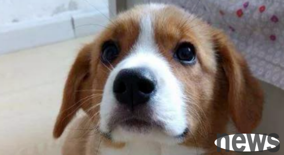 Corgi got pregnant and gave birth to puppies, but the owner insisted on throwing away two of them?