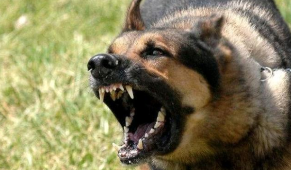 If a pet dog bites a person, he or she is not responsible. But who is responsible if a stray dog ​​bites a person?